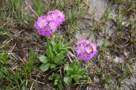 25 kuruşa toplatılan çuha çiçeği, 50 bin dolara ilaç olarak Türkiye'ye satılıyor