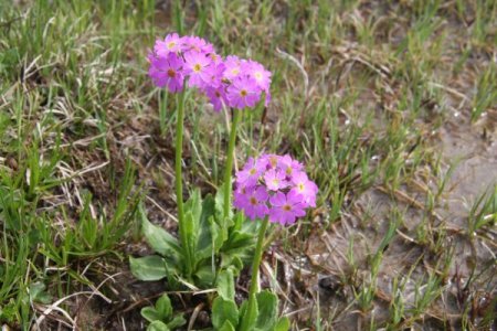 25 kuruşa toplatılan çuha çiçeği, 50 bin dolara ilaç olarak Türkiye'ye satılıyor