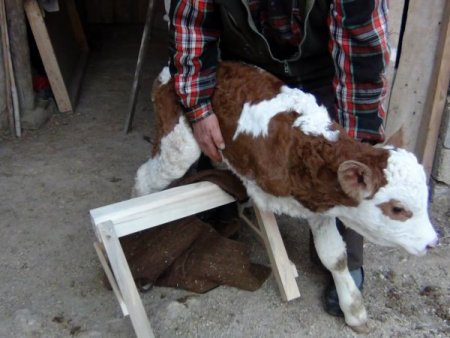 3 ayaklı doğan buzağısına protez bacak yaptıracak