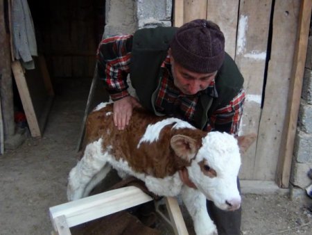 3 ayaklı doğan buzağısına protez bacak yaptıracak