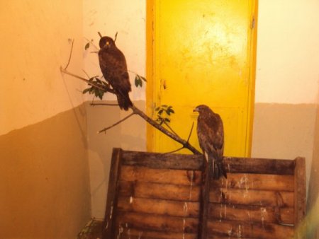 3 yaralı doğandan ikisi, tedavisinin ardından doğaya salındı