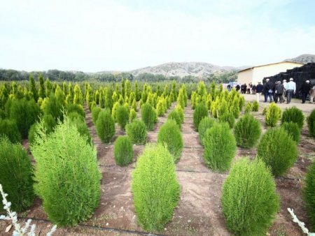 30 milyon fidan toprakla buluşuyor