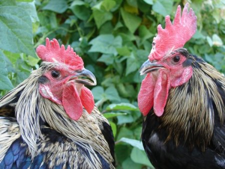 30 Saniye Ötebilen Denizli Horozu 700 Liradan Alıcı Buluyor