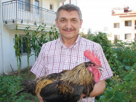 30 Saniye Ötebilen Denizli Horozu 700 Liradan Alıcı Buluyor