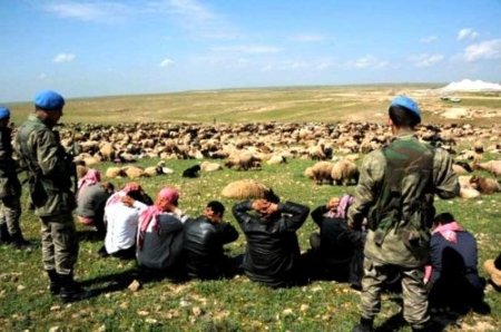 4 bin küçükbaş kaçak hayvan ele geçirildi, 84 kişi gözaltında