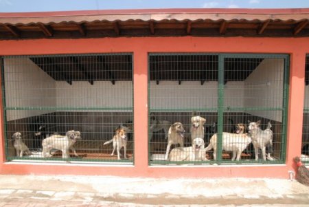 4 Bin Sokak Hayvanı Rehabilite Edildi