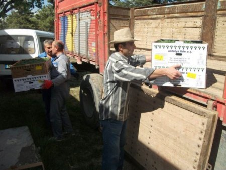 40 Bin Sırık Domates Fidesi Dağıtıldı