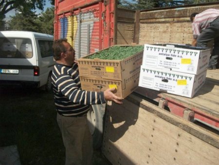 40 Bin Sırık Domates Fidesi Dağıtıldı