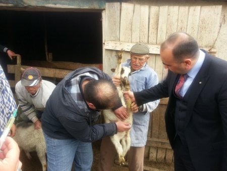 400 kuzu yetersiz beslenme ve vitaminsizlikten öldü