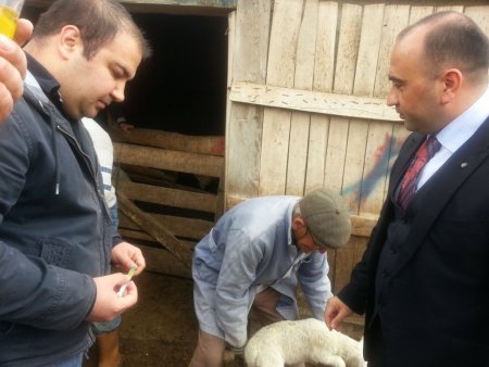 400 kuzu yetersiz beslenme ve vitaminsizlikten öldü