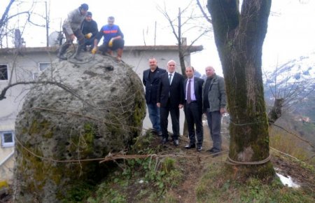400 Tonluk Kayayı Halatlarla Ağaca Bağladılar
