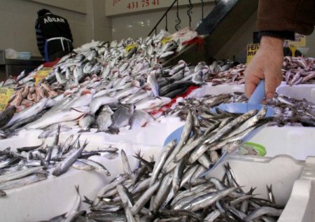 5 balık türünde ağır metaller çıktı, tüketici sağlığı tehlikede olabilir