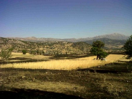 55 Dönüm Arazi Ve Orman Yandı, 1 Dönümlük Ekin Tarlasına Kıvılcım Bile Sıçramadı