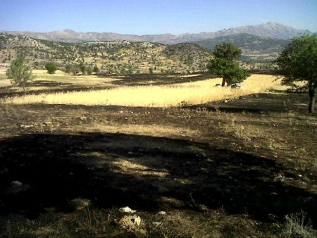 55 Dönüm Arazi Ve Orman Yandı, 1 Dönümlük Ekin Tarlasına Kıvılcım Bile Sıçramadı