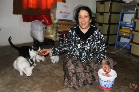 55 yaşındaki Perihan Bay, 12 kedi ile aynı evde yaşıyor