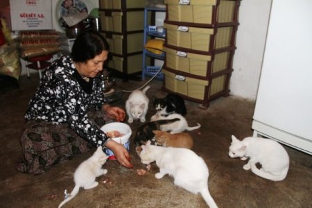 55 yaşındaki Perihan Bay, 12 kedi ile aynı evde yaşıyor