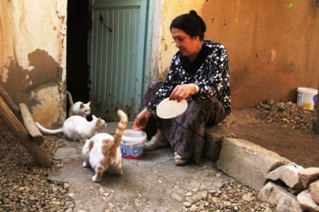 55 yaşındaki Perihan Bay, 12 kedi ile aynı evde yaşıyor