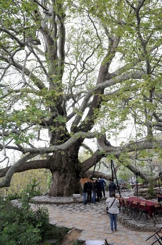 600 yıllık İnkaya Çınarı yeni kimlik kazanacak