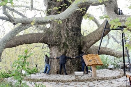 600 yıllık İnkaya Çınarı yeni kimlik kazanacak