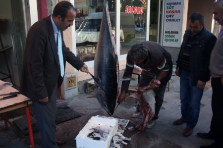 70 kiloluk orkinos Kars’ta ilgi odağı oldu