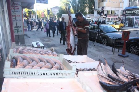 70 kiloluk orkinos Kars’ta ilgi odağı oldu