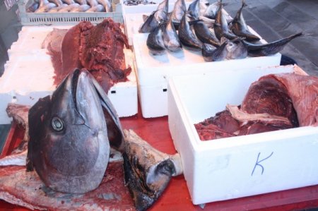 70 kiloluk orkinos Kars’ta ilgi odağı oldu