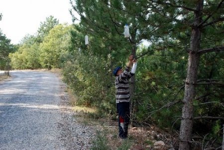 73 Yaşındaki Gurbetçi, Yürüdüğü 10 Kilometrelik Yola Atılan Plastikleri Ağaçların Dalına Asıyor