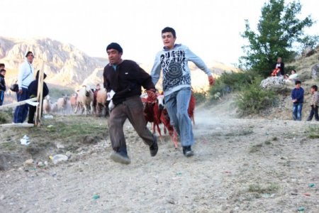 750 yıllık koyun yıkama ve boyama geleneği devam ediyor