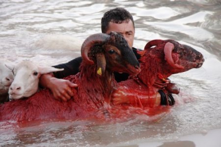 750 yıllık koyun yıkama ve boyama geleneği devam ediyor