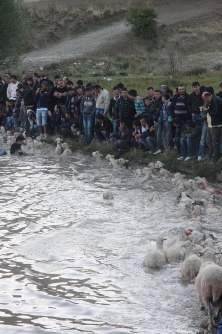 750 yıllık koyun yıkama ve boyama geleneği devam ediyor