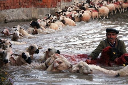 750 yıllık koyun yıkama ve boyama geleneği devam ediyor