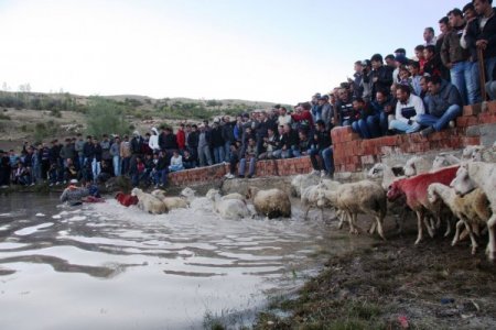 750 yıllık koyun yıkama ve boyama geleneği devam ediyor