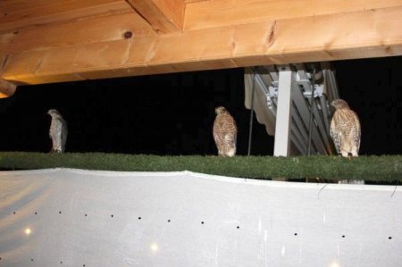 800 bin göçmen kuşun göç güzergahında yer alan Arhavi'ye yabancı ilgisi