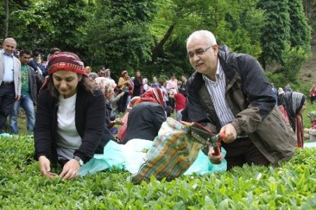 81 ilden 81 anne çay topladı
