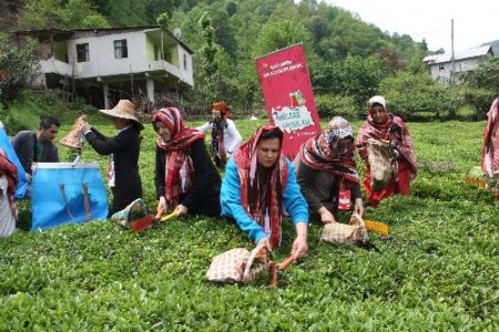 81 ilden 81 anne çay topladı