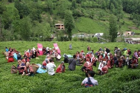 81 ilden 81 anne çay topladı
