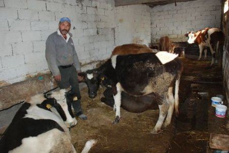 9 Büyükbaş Hayvanda Şap Hastalığı Belirlendi