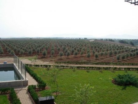 900 Dönümlük Zeytin Bahçesi Kurdu Yağ Fabrikasının Temelini Atacak