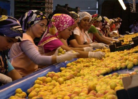 94 Ülke İçin Mişmiş Hasadı Başladı