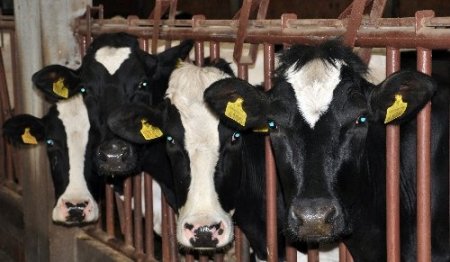 AB ülkelerine süt ihracatının başlaması Trakyalı üreticiyi sevindirdi