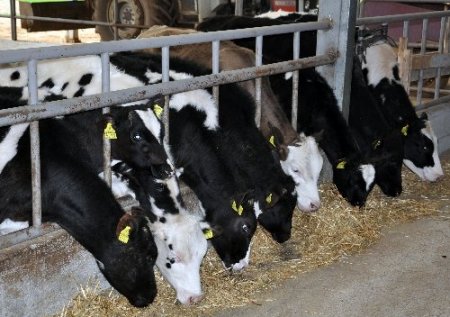 AB ülkelerine süt ihracatının başlaması Trakyalı üreticiyi sevindirdi