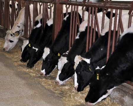 AB ülkelerine süt ihracatının başlaması Trakyalı üreticiyi sevindirdi