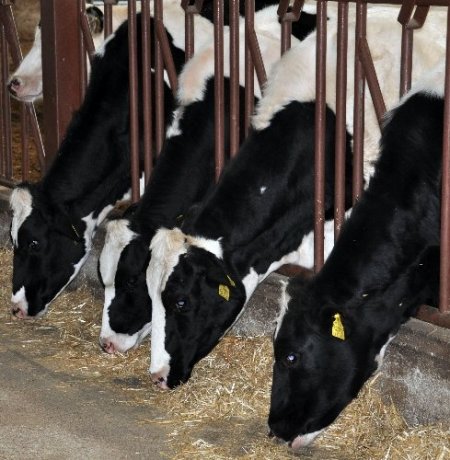 AB ülkelerine süt ihracatının başlaması Trakyalı üreticiyi sevindirdi