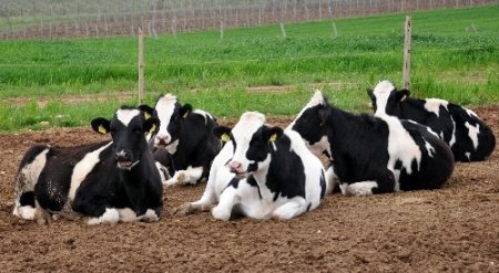 AB ülkelerine süt ihracatının başlaması Trakyalı üreticiyi sevindirdi