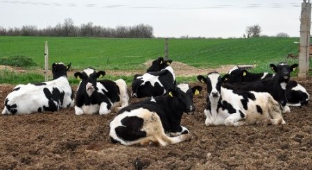 AB ülkelerine süt ihracatının başlaması Trakyalı üreticiyi sevindirdi