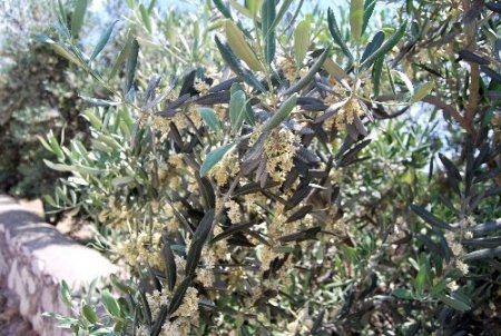 Abaş: Zeytinyağı üretiminin yüzde 2'sini Mut sağlıyor