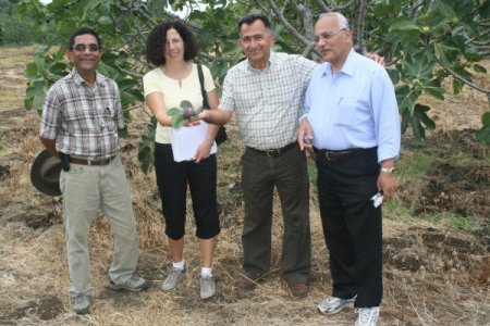 ABD heyeti, satın almadan önce Bursa siyah incirini yerinde denetledi