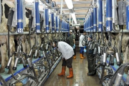 AB'ye süt ürünleri ihracatı kararı Balıkesirli üreticileri memnun etti