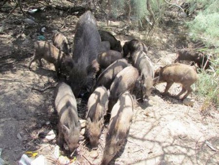 Aç Kalan Domuzlar Pamuk Tarlalarına Dadandı