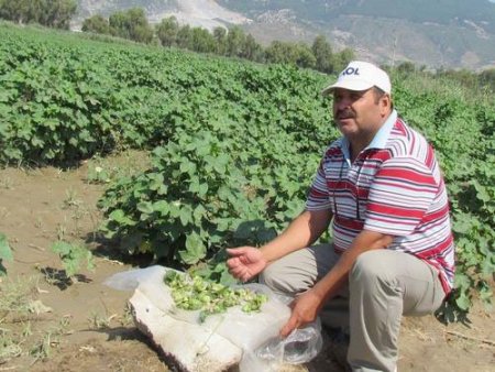 Aç Kalan Domuzlar Pamuk Tarlalarına Dadandı